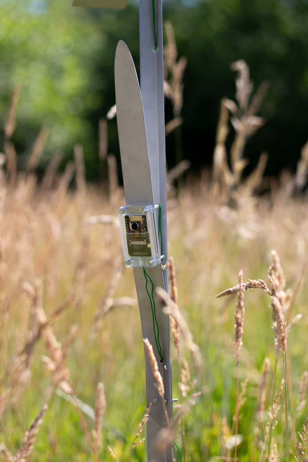 The camera streaming live from a low angle, placing the viewer amongst the plants. 